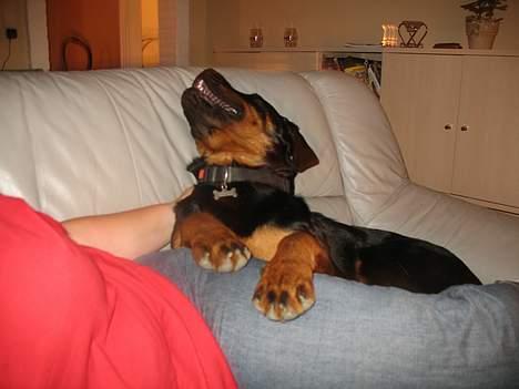 Rottweiler Qato - Øh ja hvad sker der her? tror han strækker sig og mener dette her er bare livet! billede 9
