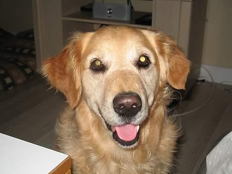 Golden retriever Baluka ***DØD*** - Stor smilende Baluka som altid... Han ELSKER at få taget billeder! billede 9