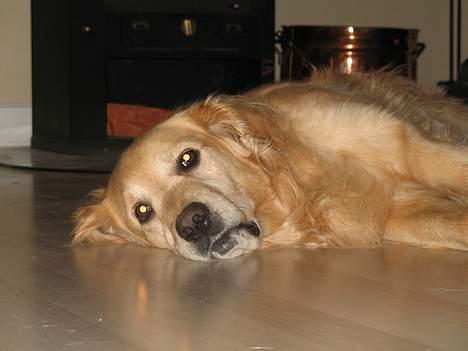 Golden retriever Baluka ***DØD*** - Så må de godt snart få tændt op i den brændeovn... billede 10