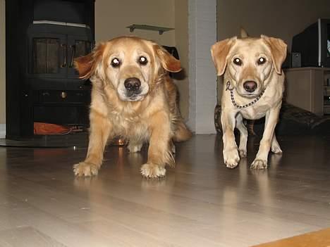 Golden retriever Baluka ***DØD*** - Øh, ja... Billedet taler vidst for sig selv... 2 glade hunde kommer en løbende i møde... eller skal vi siger skøjter hen over trægulvet? billede 11