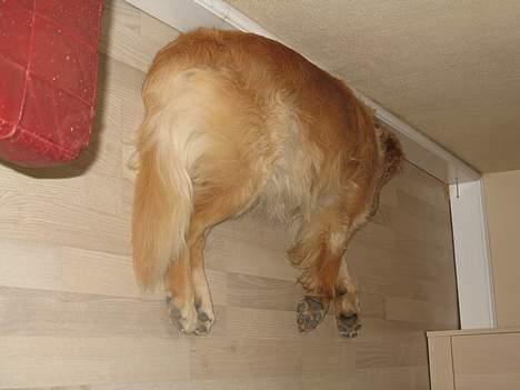 Golden retriever Baluka ***DØD*** - Når enden er god, er alting godt! billede 12