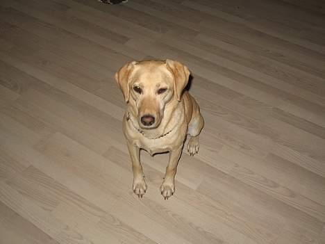 Labrador retriever Mille billede 4