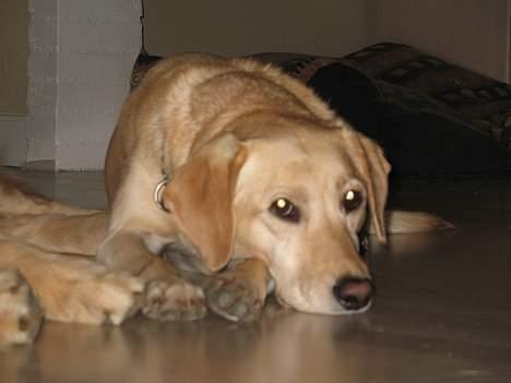 Labrador retriever Mille billede 5