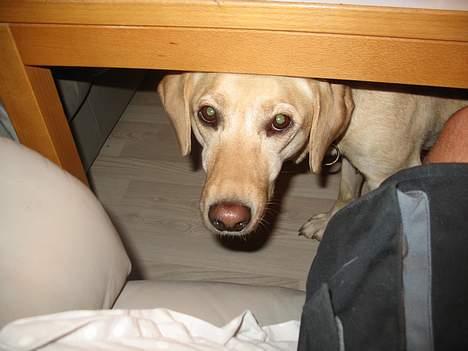 Labrador retriever Mille - Hm... Der er vidst en der tigger om at komme i sofaen... billede 6