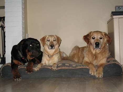 Labrador retriever Mille - Mille bland venner... eller skal vi ikke bare kalde dem trioen? billede 7