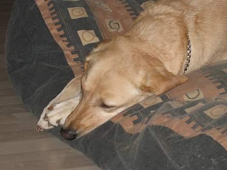 Labrador retriever Mille billede 8