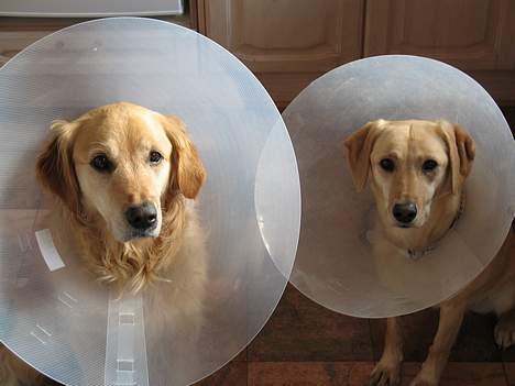 Labrador retriever Mille - Ja TV signalet blev ikke bedre af den grund... De har begge skærm på pga. hotspot grundet Qatos overdrevne slikken i ansigtet TRÆLS! billede 9