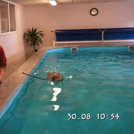 Shetland sheepdog Simba - simba´s første tur ud at svømme billede 17