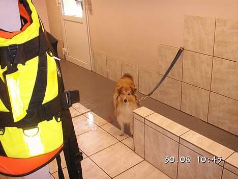 Shetland sheepdog Simba billede 18