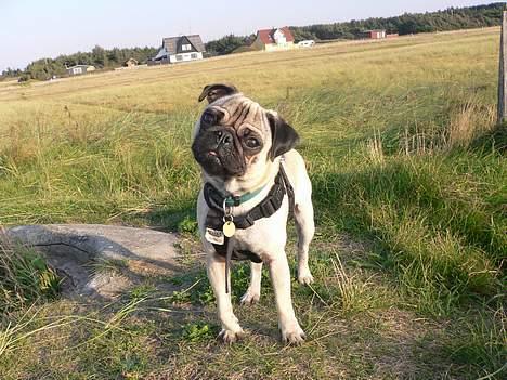 Mops skipper billede 13
