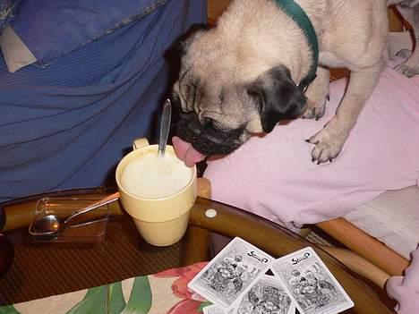 Mops skipper - tror lige at jeg skal smage det her billede 14