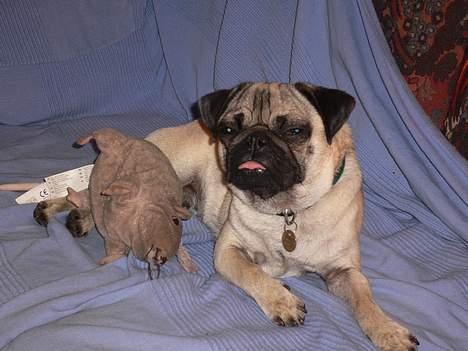 Mops skipper - Jeg er bare så træt har været ude og gå en lang tur på standen i løkken. billede 16