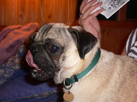 Mops skipper - uummm det smager godt det du drikker der er der mere billede 17