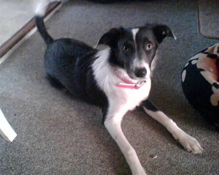 Blanding af racer Freja - Her er jeg næsten 1 år gammel... billede 4