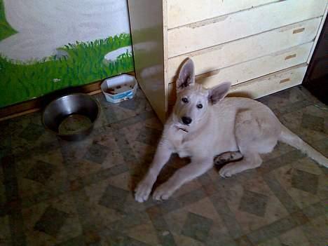 Hvid schæfer Jack - Se , jeg har lige rullet mig i jord ,- er jeg ikke smuk. billede 11