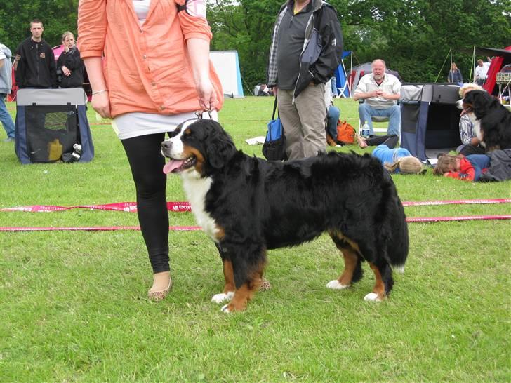 Berner sennenhund BAILEY HIMMELHUND <3 billede 13