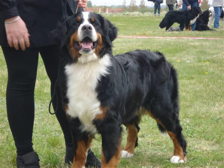 Berner sennenhund BAILEY HIMMELHUND <3 billede 14