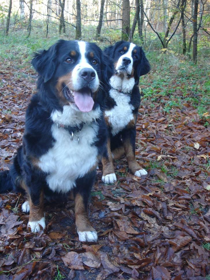 Berner sennenhund BAILEY HIMMELHUND <3 billede 15