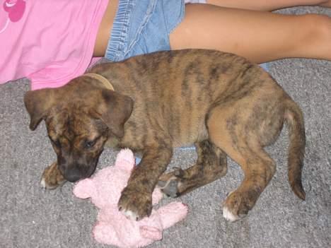 Blanding af racer Gimli  R.I.P 10/7-09 - Jeg har fanget mig en .......gris... billede 9