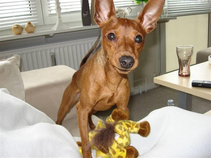 Dvaergpinscher Snoopy  billede 1