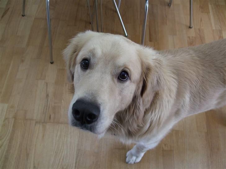 Golden retriever Balto - Hej med jer.. Jeg hedder Balto, og er 3 år gammel ;-) billede 1