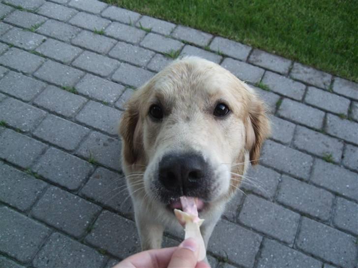 Golden retriever Balto - Mums.. lækker is.. billede 2