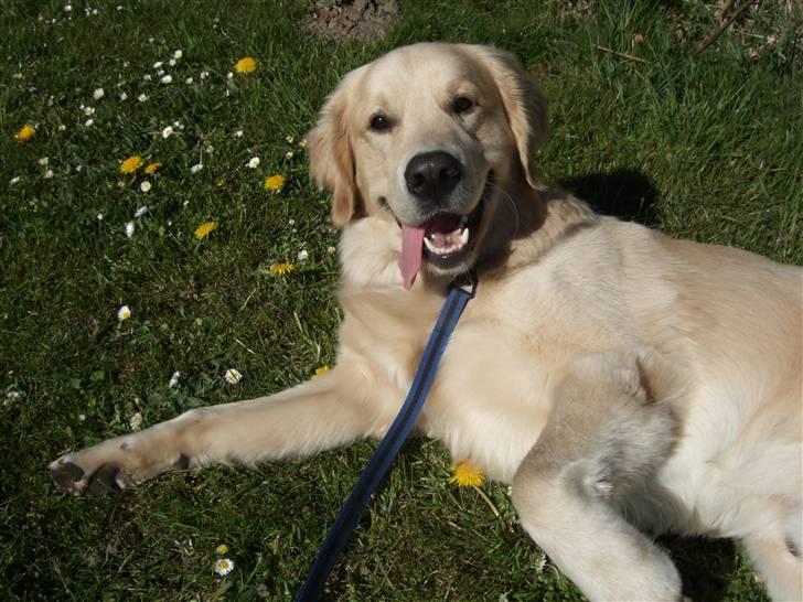 Golden retriever Balto - Ligger lige og nyder solen.. billede 3