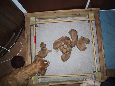 Nova scotia duck tolling retriever Balto - Balto er hvalpen med sort snor om halsen :) billede 3