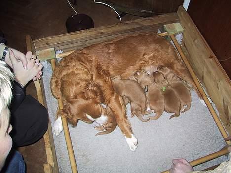 Nova scotia duck tolling retriever Balto - Balto er hvalpen med sort snor om halsen  billede 4