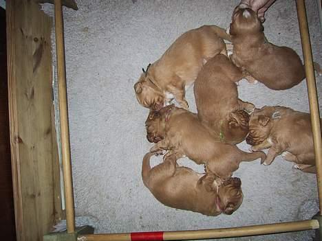 Nova scotia duck tolling retriever Balto - Balto er hvalpen med sort snor om halsen  billede 5