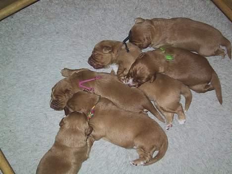 Nova scotia duck tolling retriever Balto - Balto er hvalpen med sort snor om halsen  billede 7