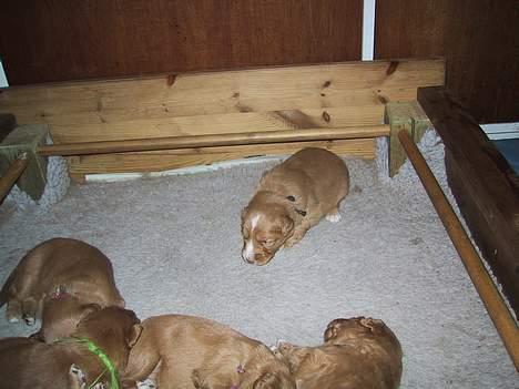 Nova scotia duck tolling retriever Balto - Balto er hvalpen med sort snor om halsen  billede 8