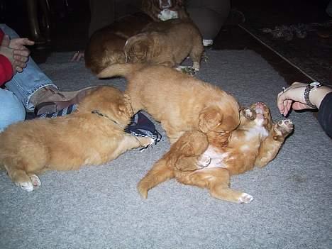 Nova scotia duck tolling retriever Balto - Balto er hvalpen med sort snor om halsen  billede 10