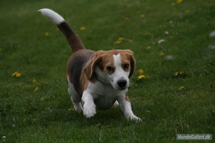 Beagle Zico billede 1