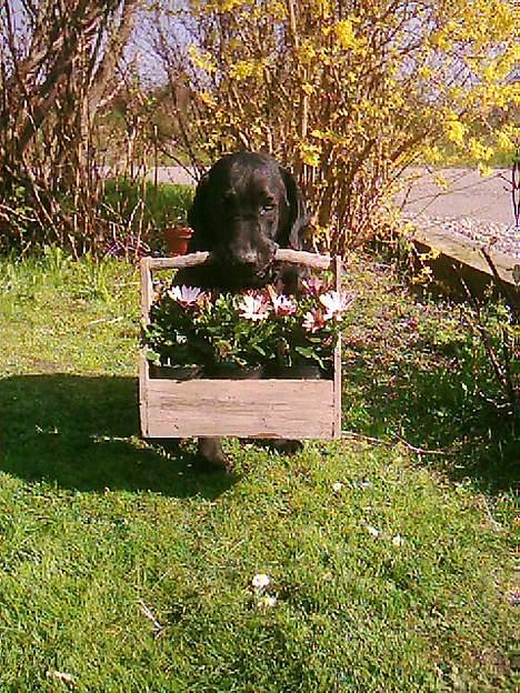 Labrador retriever Brukas Leonora - er jeg  ik dejlig billede 1