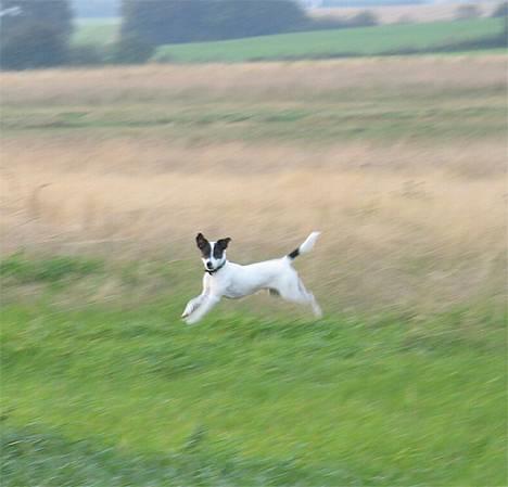 Jack russell terrier Hannibal - The Flying Dutch... Dog! billede 20