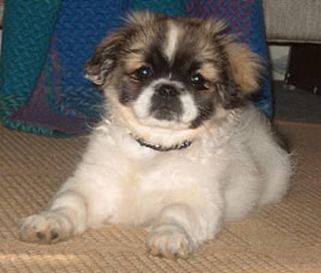 Tibetansk spaniel Kri Kris Garson (Pepe) - Ligge og se yndig ud er jeg ret god til billede 1