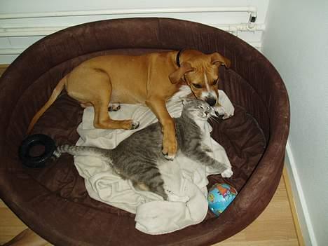 Amerikansk staffordshire terrier Charlie - Det her er min aller-bedsteste katte-kammerat! Han hedder Bertoni... billede 8