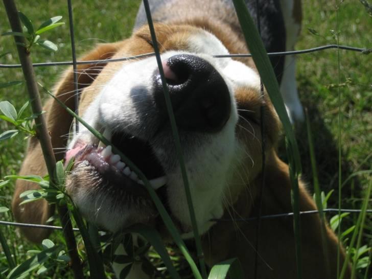 Beagle Zico billede 2