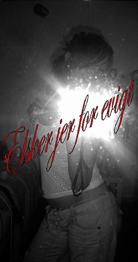 Engelsk springer spaniel hansi ( rico ) billede 18