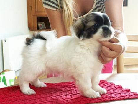 Tibetansk spaniel Kri Kris Garson (Pepe) - Pepe 8 uger billede 2