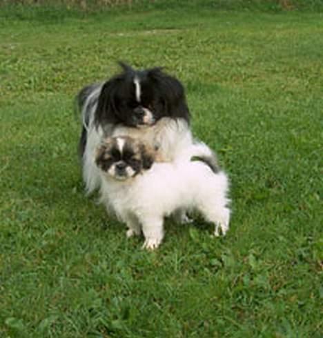 Tibetansk spaniel Kri Kris Garson (Pepe) - Pepe og hans gode ven Oliver billede 3