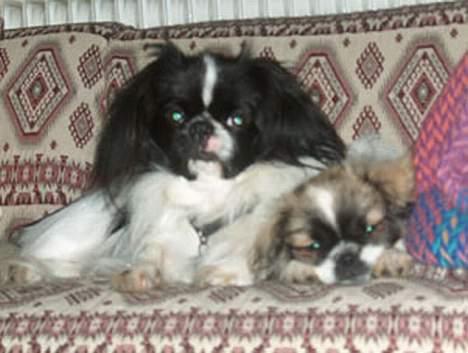 Tibetansk spaniel Kri Kris Garson (Pepe) - Råhygge billede 4