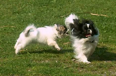 Tibetansk spaniel Kri Kris Garson (Pepe) - HAPS!!!!! billede 5