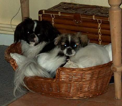 Tibetansk spaniel Kri Kris Garson (Pepe) - Råhygge billede 6