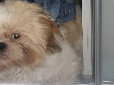 Shih tzu Georg - Jeg har ikke været inde ved bukserne billede 8