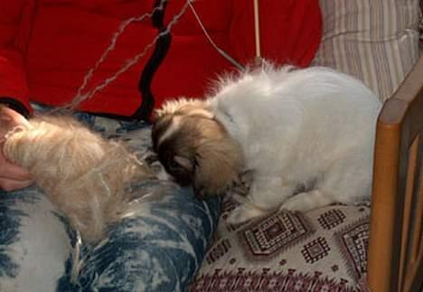 Tibetansk spaniel Kri Kris Garson (Pepe) - Jeg vil også lære at strikke billede 7