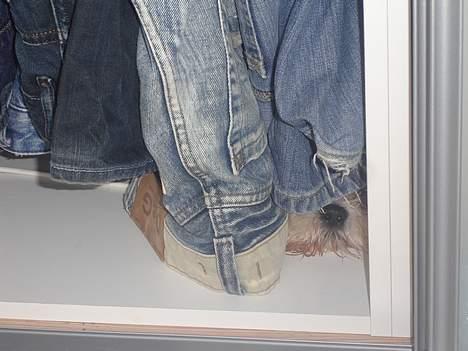 Shih tzu Georg - ØV - Bustet billede 9