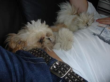 Shih tzu Georg - Elastisk :) billede 10