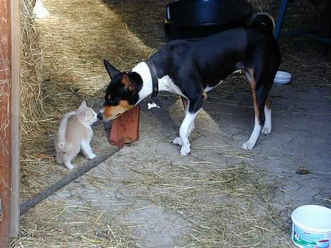 Basenji Atlanta de la Mercedes - Atlanta som 1 års billede 1